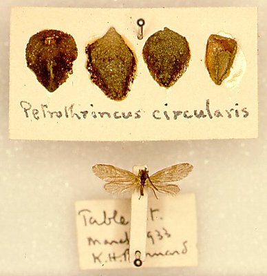 Представитель Семейства Petrothrincidae